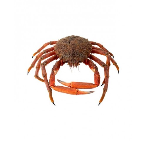 GRANSEOLA MASCHIO SUPER 800/1600 X1 PZ