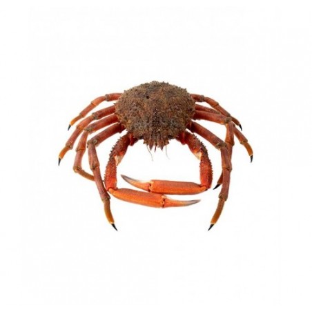 GRANSEOLA MASCHIO SUPER 800/1600 X1 PZ