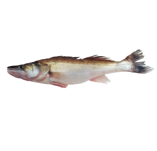 LUCCIOPERCA O SANDRA 800/1200 X1 PZ