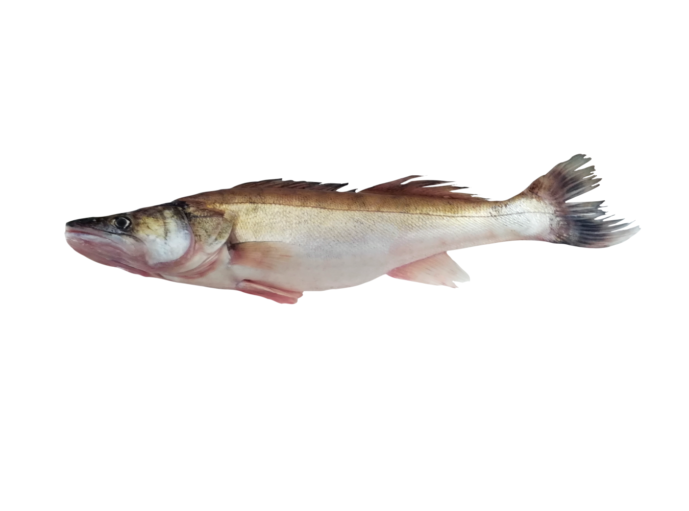 LUCCIOPERCA O SANDRA 800/1200 X1 PZ