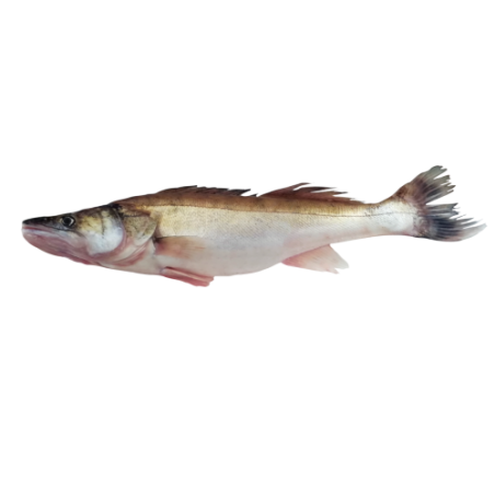 LUCCIOPERCA O SANDRA 800/1200 X1 PZ