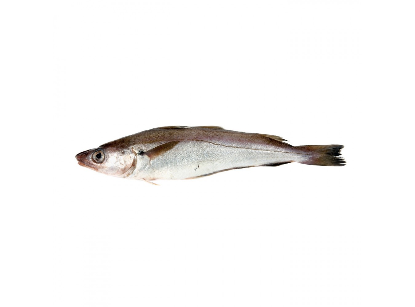 MOLO PESCATO MAR ADRIATICO X3 KG
