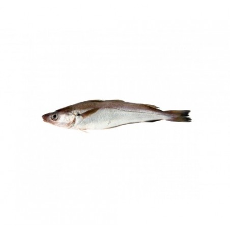 MOLO PESCATO MAR ADRIATICO X3 KG