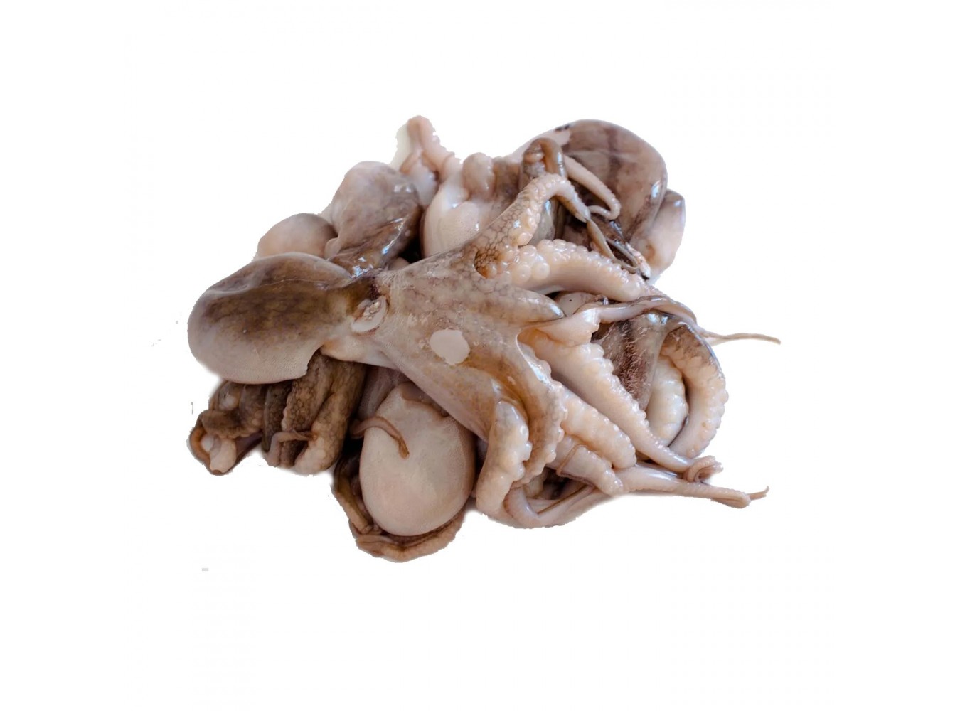 MOSCARDINO MEDIO MAR ADRIATICO X3 KG