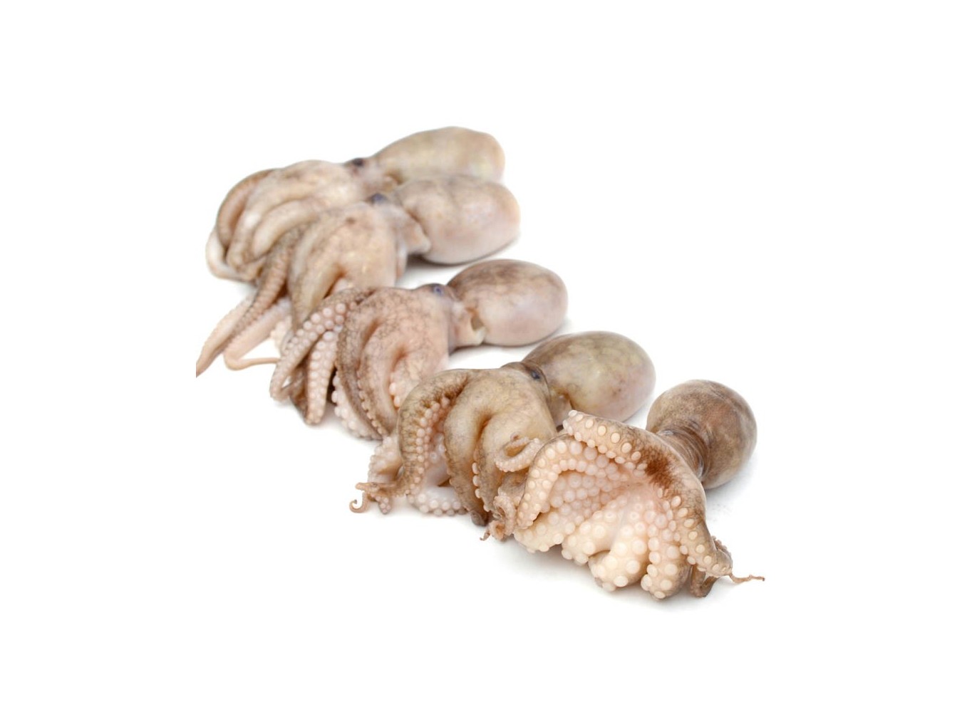 MOSCARDINO PICCOLO MAR ADRIATICO X3 KG