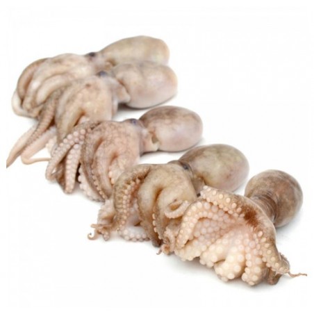 MOSCARDINO PICCOLO MAR ADRIATICO X3 KG