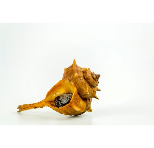 MURICE SPINOSO PESCATO X3 KG