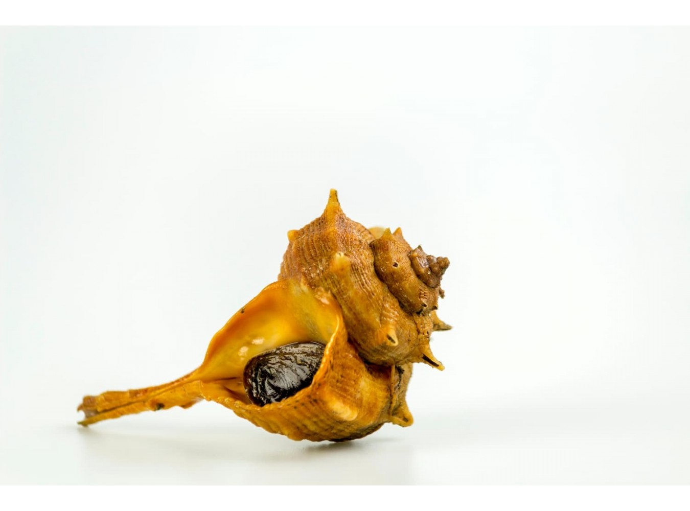 MURICE SPINOSO PESCATO X3 KG