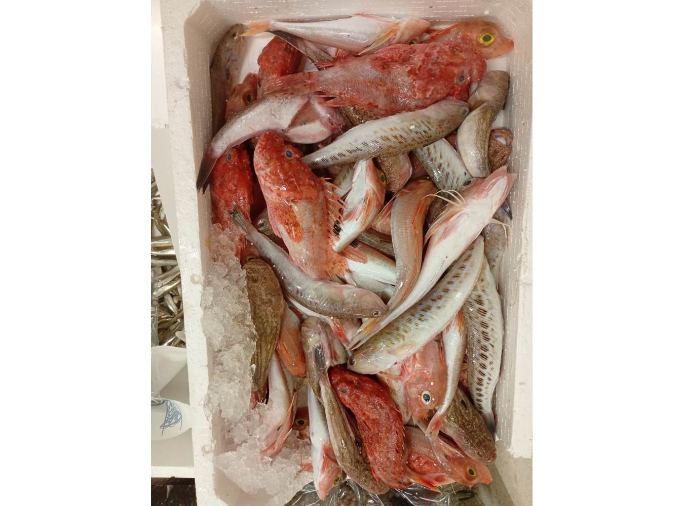 FRITTO PESCATO DI PARANZA X5 KG