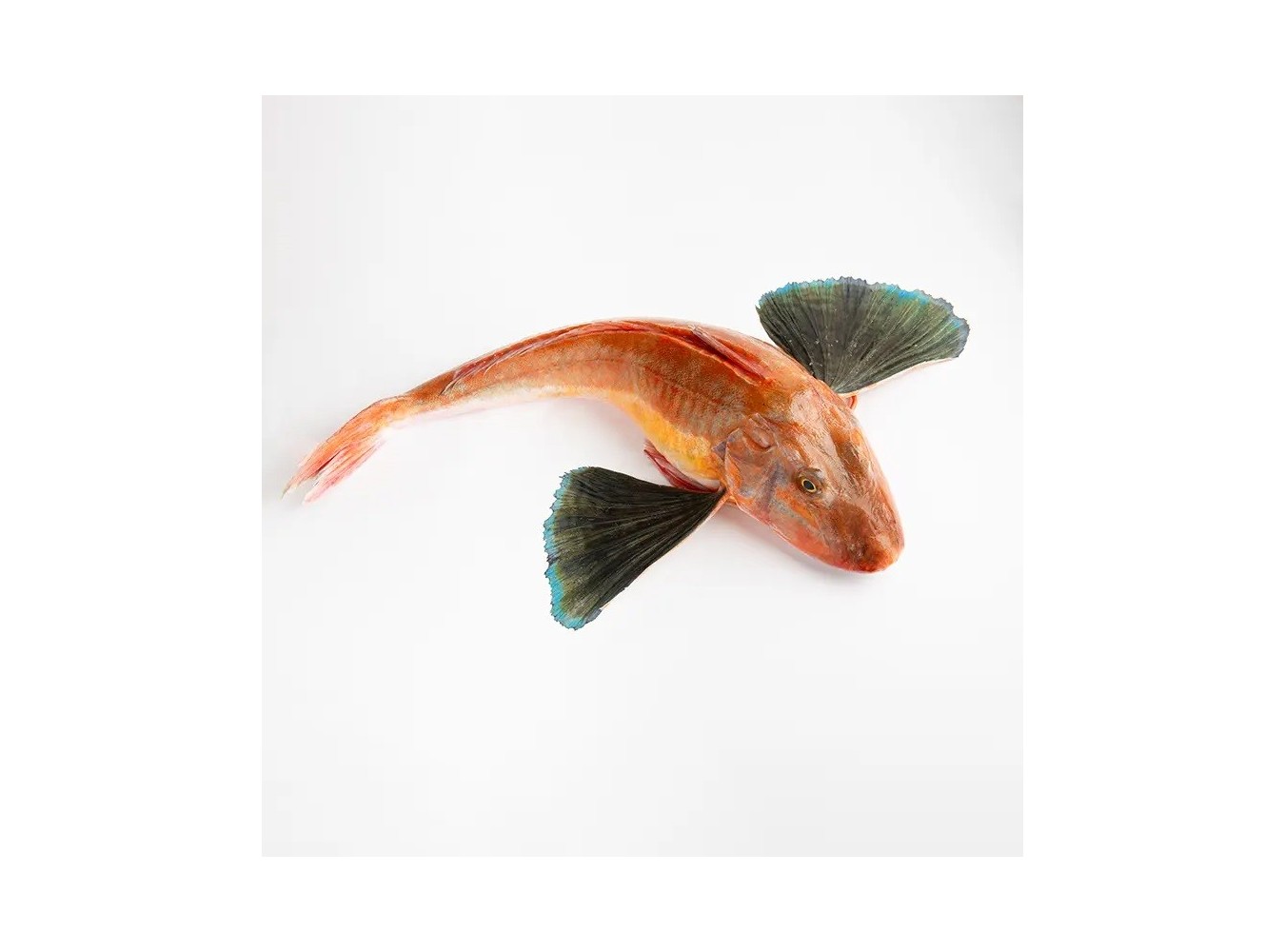 GALLINELLA PESCATA 300/500 X3 KG