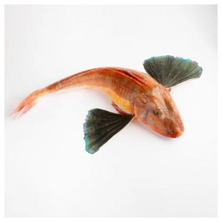 GALLINELLA PESCATA 300/500 X3 KG