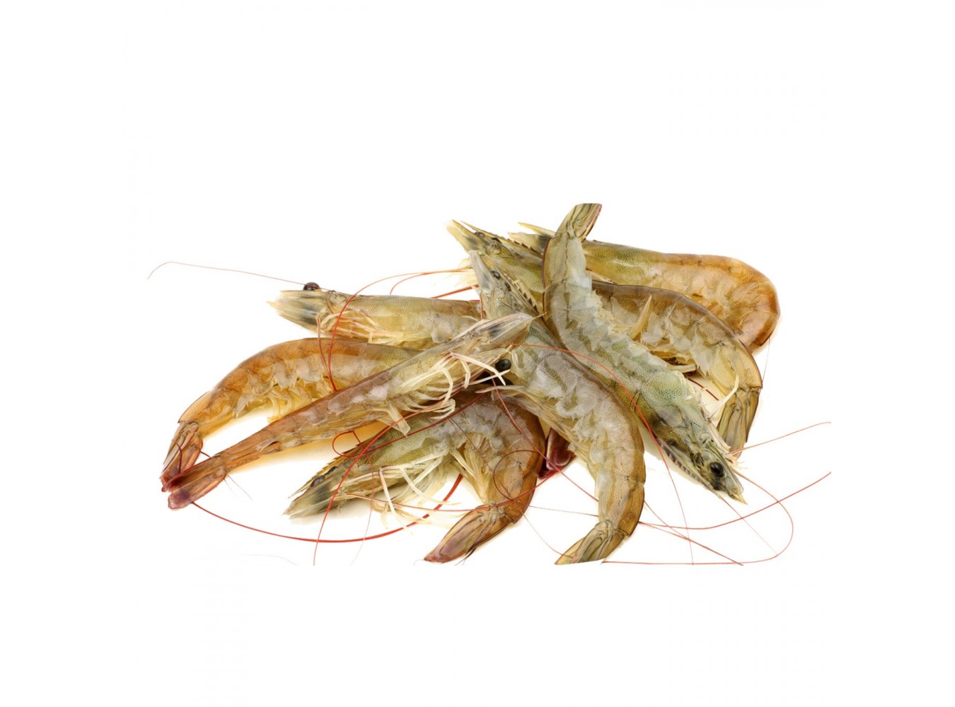 MAZZANCOLLA PESCATA ADRIAT. GROSSA X3 KG