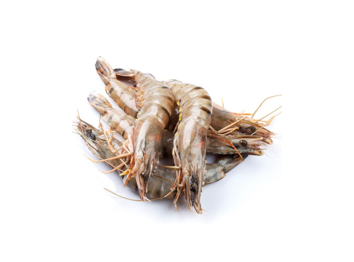 MAZZANCOLLA PESCATA ADRIATICO X3 KG