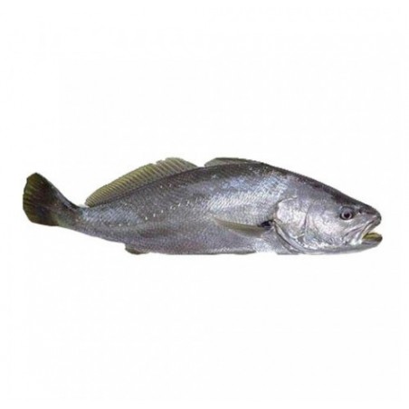 OMBRINA BOCCADORO ALLEVATA E. 4000/6000