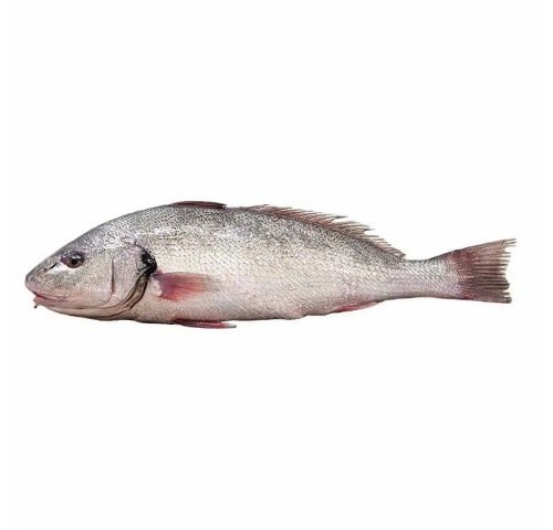 OMBRINA PESCATA 4000/8000 X1 PZ