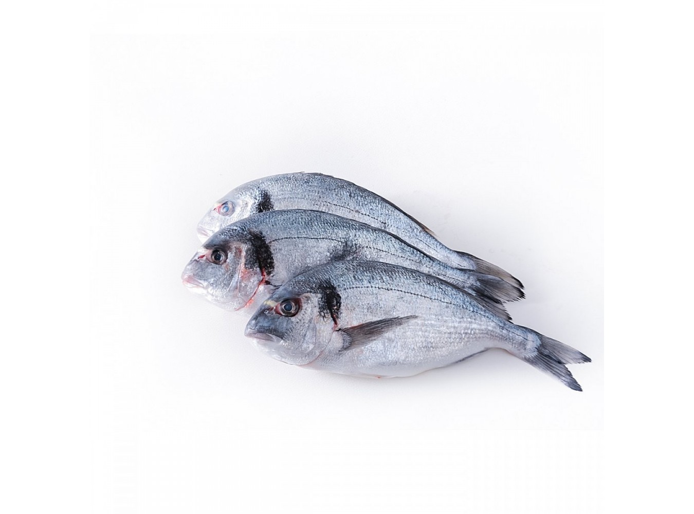 ORATA PESCATO MEDITERRANEO 3000+ X1 PZ