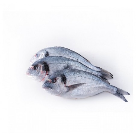ORATA PESCATO MEDITERRANEO 3000+ X1 PZ