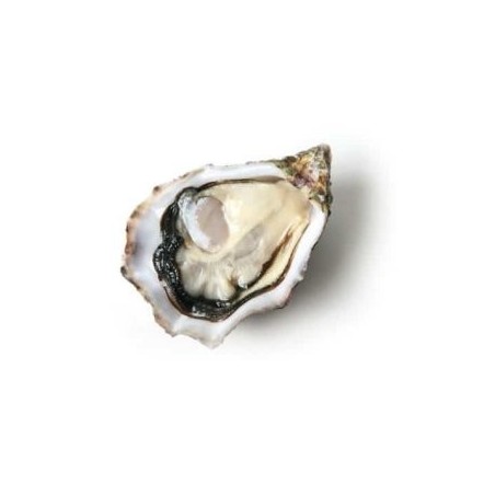 OSTRICA CONCAVA KRYSTALE N2 12PZ - 1,3KG