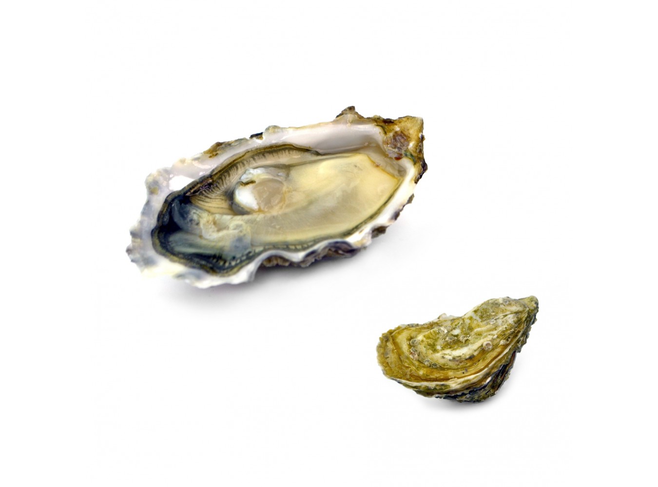 OSTRICA FINE DAVID HERVE N3 12PZ - 1KG