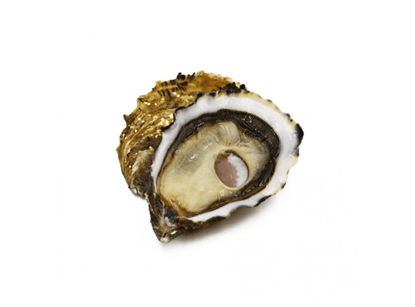 OSTRICA REGAL ORO N3 24PZ - 2,74KG