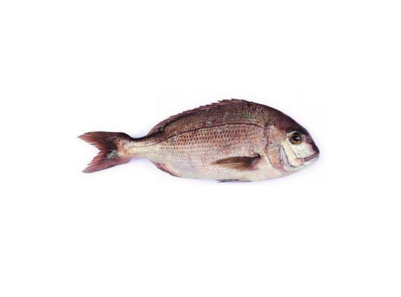 PAGRO PESCATO 1000/3000 X1 PZ