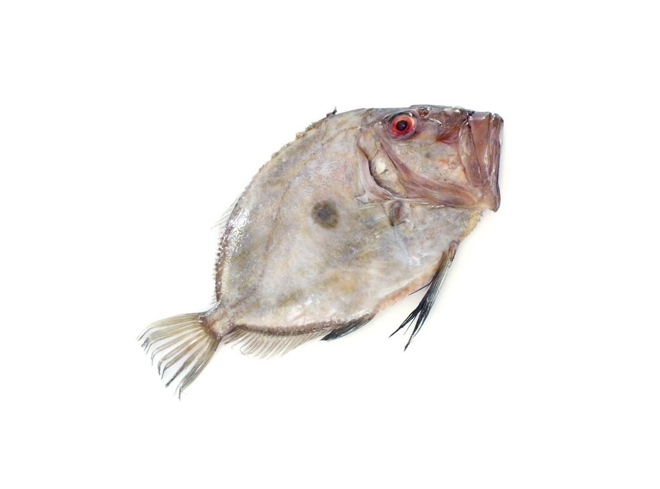 PESCE S.PIETRO 500/1000 X1 PZ