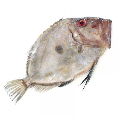 PESCE S.PIETRO 1000/2000 X1 PZ