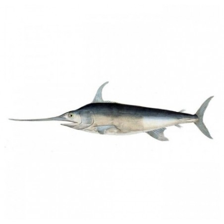 PESCE SPADA 10/15/20+ KG X1 PZ