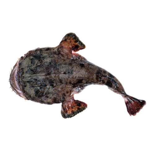 RANA PESCATRICE 500/1000 X1 PZ