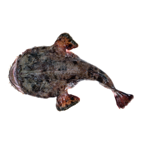 RANA PESCATRICE 1000/2000 X1 PZ