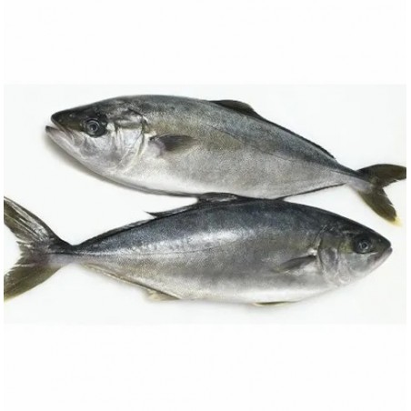 RICCIOLA PESCATA MEDIT. 2500/8000 X1 PZ