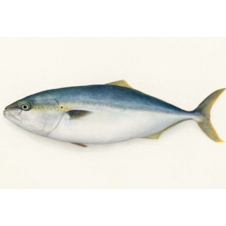 RICCIOLA JAPAN HAMACHI 4000+ X1 PZ