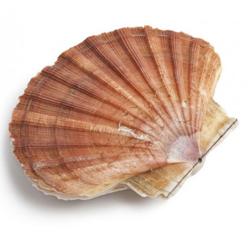 CAPASANTA MAR ADRIATICO X3 KG