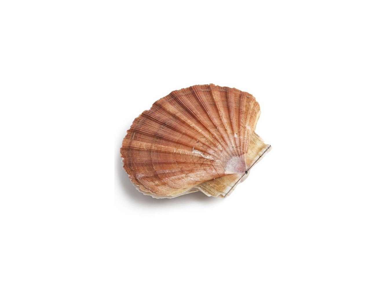 CAPASANTA MAR ADRIATICO X3 KG