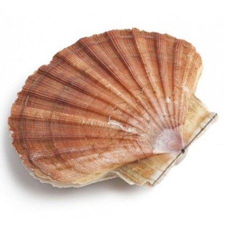 CAPASANTA MAR ADRIATICO X3 KG