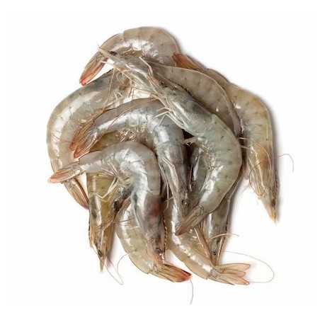 GAMBERO GRIGIO (SCHIA) ADRIATICO X3 KG