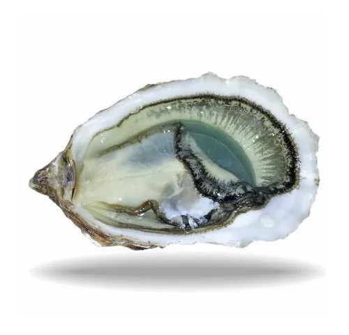 OSTR. FDC MARENNES-OLERON N3 X1KG