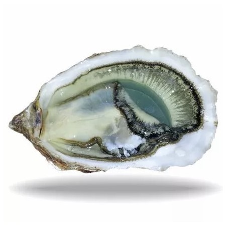 OSTR. FDC MARENNES-OLERON N3 X1KG