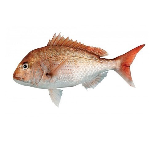 PAGRO 1000/2000 X6 KG