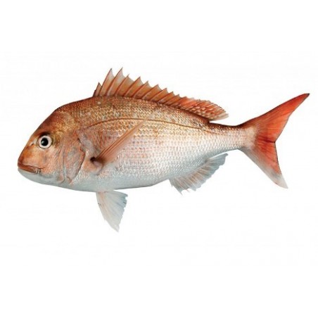 PAGRO 1000/2000 X6 KG