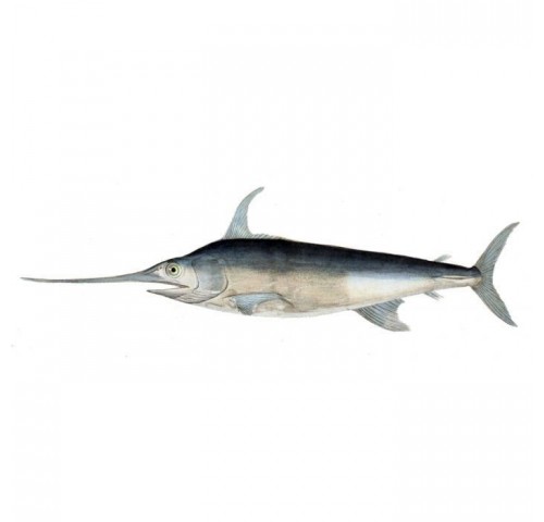 PESCE SPADA 20/30/60KG+ X1 PZ