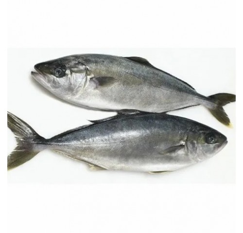 RICCIOLA ALLEVATA MEDIT. 4000/6000 X1 PZ