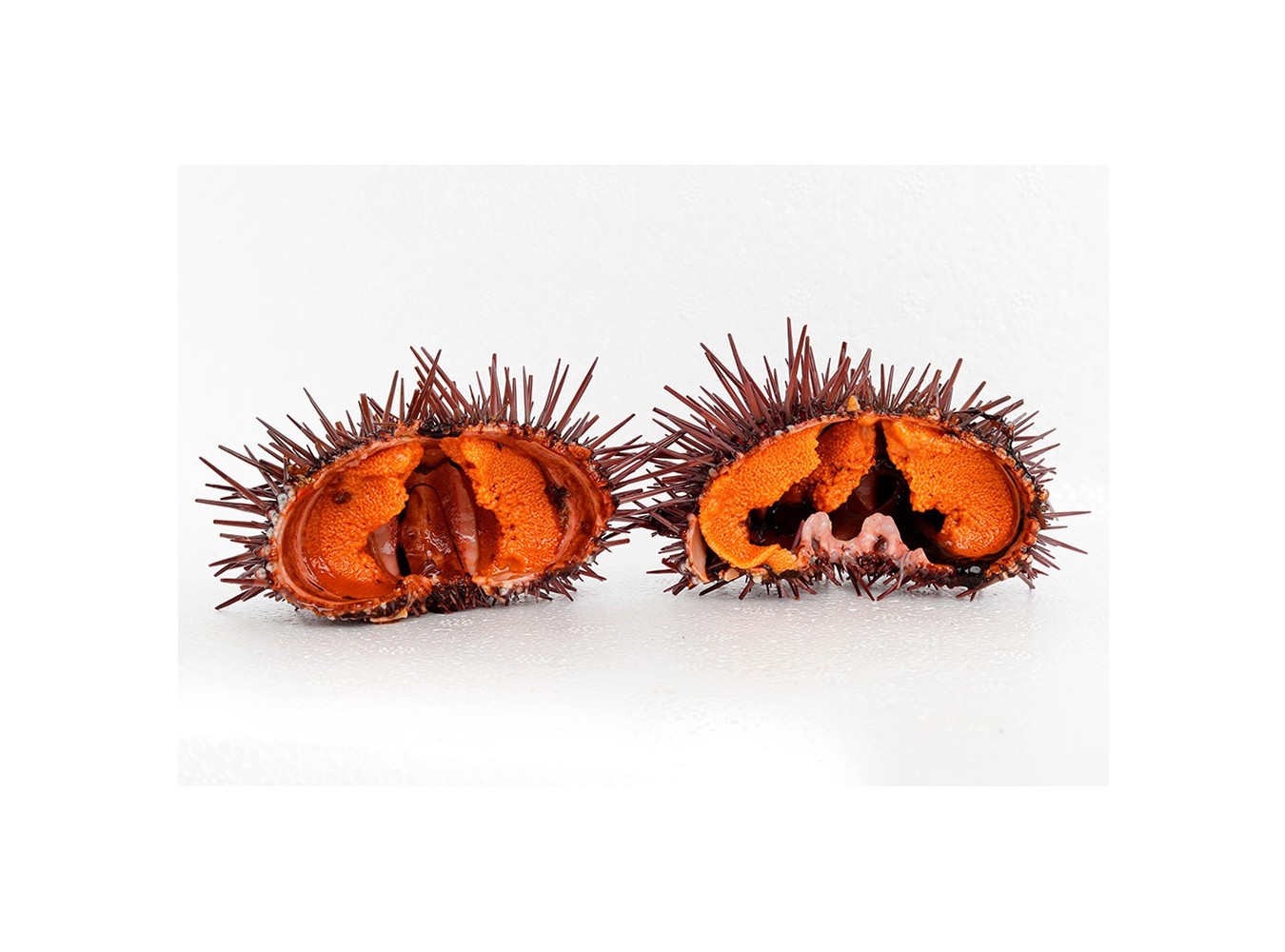 RICCI DI MARE GALIZIA X3 KG