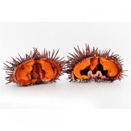 RICCI DI MARE GALIZIA X3 KG