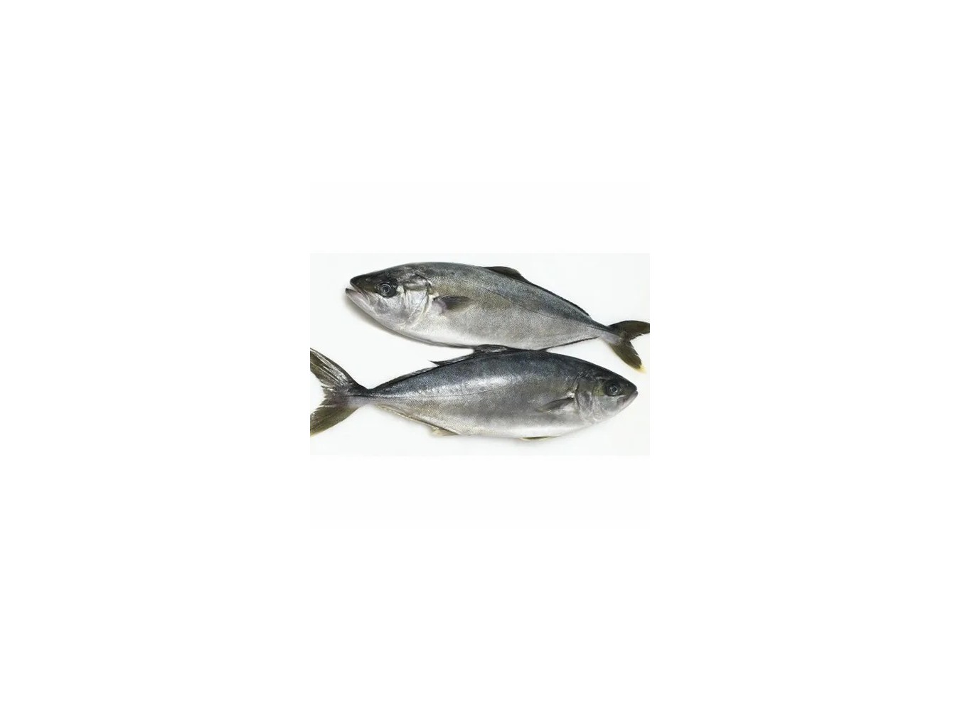 RICCIOLA  ALLEV. MEDITERRANEO 6000+X1 PZ