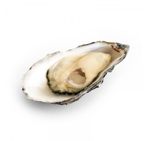 OSTRICA KYS N2 - 1KG