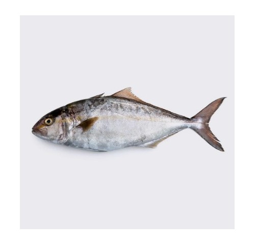 RICCIOLA  ALLEVATA MEDITERRANEO 600/1000