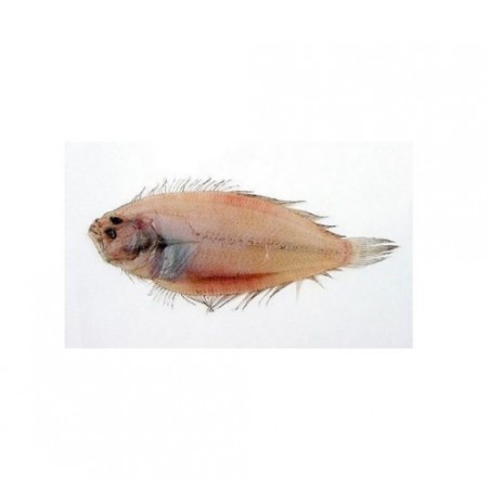 ZANCHETTA O SUACIA X6 KG