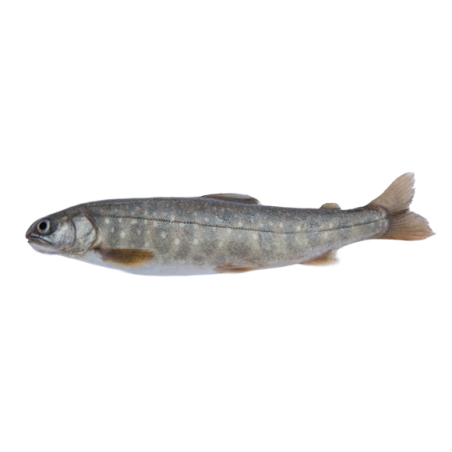 SALMERINO ALPINO 600/1000 X3 KG