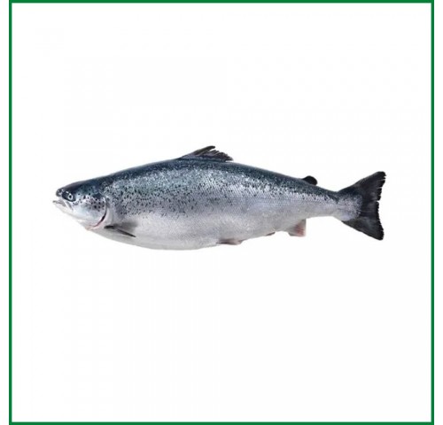 SALMONE 4/5 SUPERIOR ALL. NORVEGIA X1 PZ